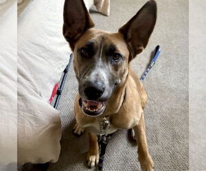 Levi - Male German Shepherd Dog-Unknown Mix Dog for Adoption - Photo #8