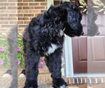 Small #9 Aussiedoodle