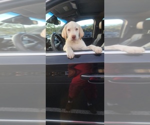 Labrador Retriever Puppy for sale in FLEMING ISLE, FL, USA