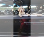 Small Photo #1 Labrador Retriever Puppy For Sale in FLEMING ISLE, FL, USA