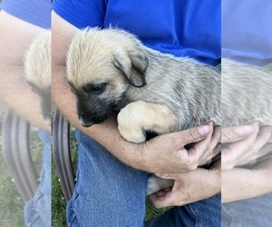 Irish Wolfhound Puppy for sale in CEDAR FALLS, IA, USA