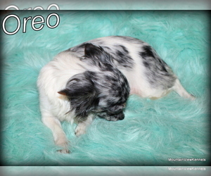 Mother of the Chihuahua puppies born on 04/28/2025