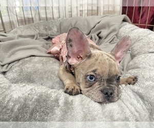 French Bulldog Puppy for sale in HAYWARD, CA, USA