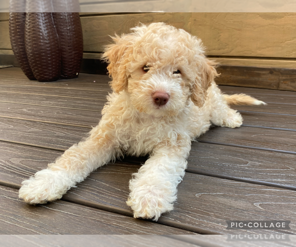 Medium Photo #1 Lagotto Romagnolo Puppy For Sale in VANCOUVER, WA, USA