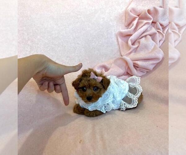 Medium Photo #1 Poodle (Toy) Puppy For Sale in THONOTOSASSA, FL, USA