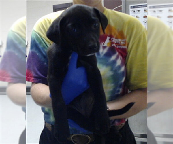 Medium Photo #1 Labrador Retriever Puppy For Sale in Fayetteville, NC, USA