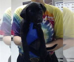 Small Labrador Retriever