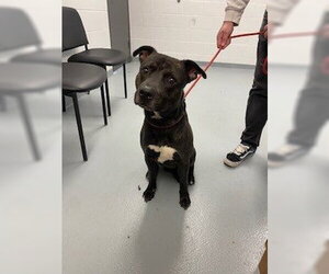 Labrador Retriever-Unknown Mix Dogs for adoption in St. Cloud, FL, USA