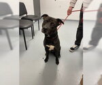 CASPER - Male Labrador Retriever-Unknown Mix Dog for Adoption - Small photo