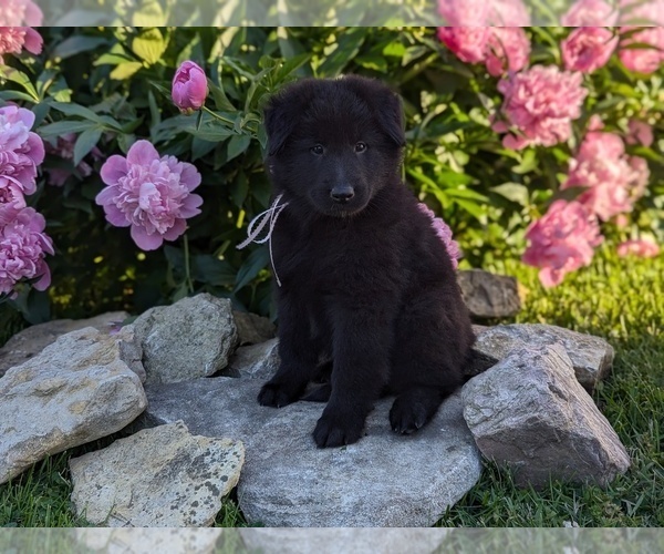 Medium Photo #9 Belgian Sheepdog Puppy For Sale in HAMILTON, MO, USA