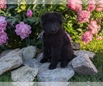Small #8 Belgian Sheepdog
