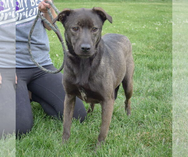 Medium Photo #2 Coonhound-Unknown Mix Puppy For Sale in Huntley, IL, USA