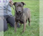Small #1 Coonhound Mix
