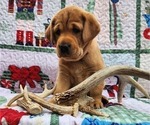 Small Photo #24 Labrador Retriever Puppy For Sale in BUFFALO, NY, USA