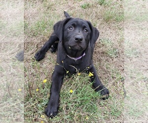 Labrador Retriever Puppy for sale in OLYMPIA, WA, USA