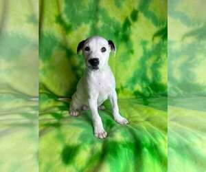 American Staffordshire Terrier-Unknown Mix Dogs for adoption in New Oxford , PA, USA