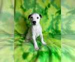 Small American Staffordshire Terrier Mix