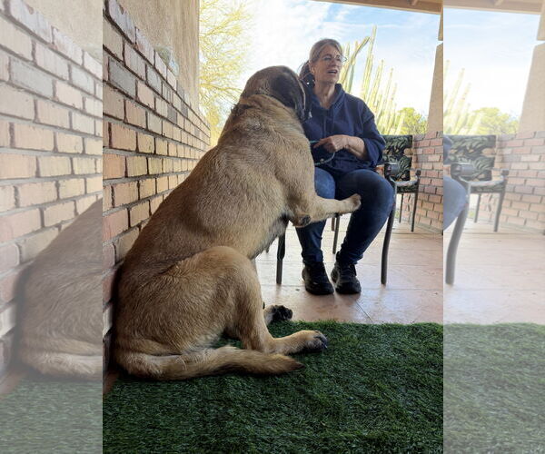 Medium Photo #6 Mutt Puppy For Sale in Goodyear, AZ, USA