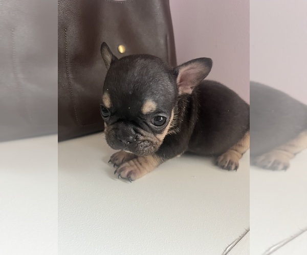 Medium Photo #13 French Bulldog Puppy For Sale in OSWEGO, IL, USA