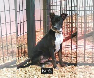 Mutt Dogs for adoption in Granbury, TX, USA