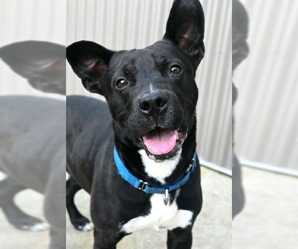 Medium Photo #3 Mutt Puppy For Sale in Sacramento, CA, USA