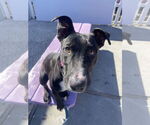 Small #5 Labrador Retriever Mix