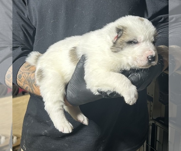Medium Photo #8 Central Asian Shepherd Dog Puppy For Sale in PICO RIVERA, CA, USA