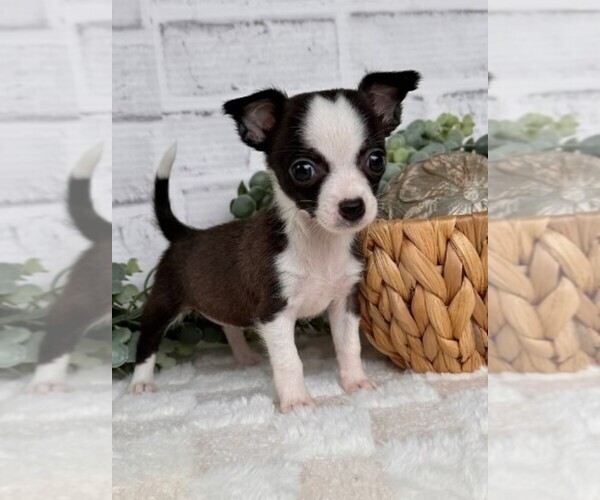 Medium Photo #19 Chihuahua Puppy For Sale in DELRAY BEACH, FL, USA