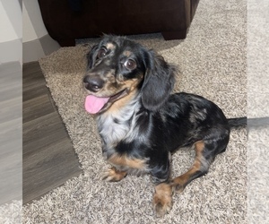 Dachshund Puppy for sale in IRVING, TX, USA