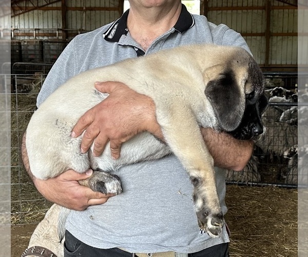 View Ad Kangal Dog Litter of Puppies for Sale near Maryland, ROCKY
