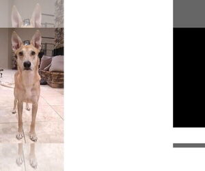 WYLIE - Male Carolina Dog Dog for Adoption - Photo #2