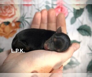 Yorkshire Terrier Puppy for sale in WINNSBORO, LA, USA
