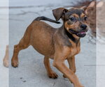 Small #1 Mutt