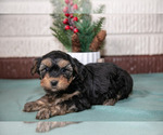 Small YorkiePoo
