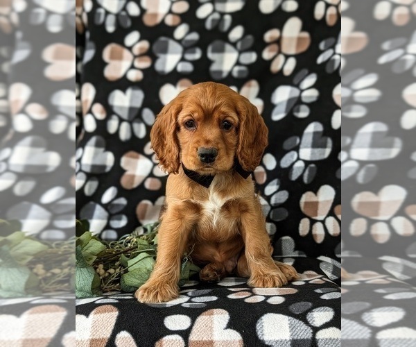 Medium Photo #2 Cocker Spaniel Puppy For Sale in NEW HOLLAND, PA, USA