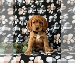Small Photo #2 Cocker Spaniel Puppy For Sale in NEW HOLLAND, PA, USA