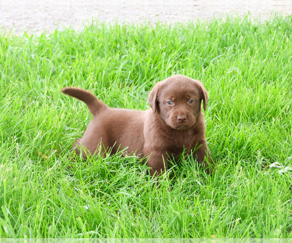 Medium Photo #6 Labrador Retriever Puppy For Sale in SYRACUSE, IN, USA