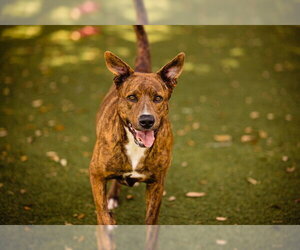 Mutt Dogs for adoption in Orlando, FL, USA