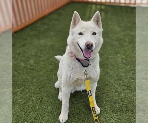 Siberian Husky-Unknown Mix Dogs for adoption in Las Vegas, NV, USA
