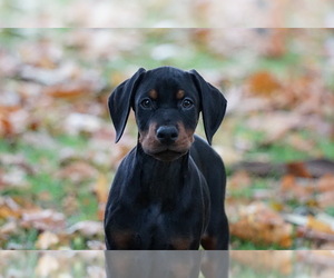 Doberman Pinscher Puppy for sale in AMHERST, OH, USA