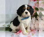 Small Photo #1 Cavalier King Charles Spaniel Puppy For Sale in CANANDAIGUA, NY, USA