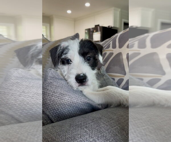 Medium Photo #1 Boxer-Unknown Mix Puppy For Sale in Mooresville, NC, USA