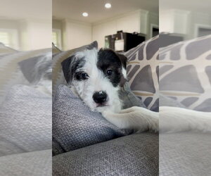 Boxer-Unknown Mix Dogs for adoption in Mooresville, NC, USA