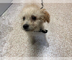 Poodle (Miniature)-Unknown Mix Dogs for adoption in Pueblo, CO, USA