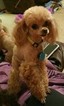Small Photo #1 Poodle (Toy) Puppy For Sale in SHAWNEE, OK, USA