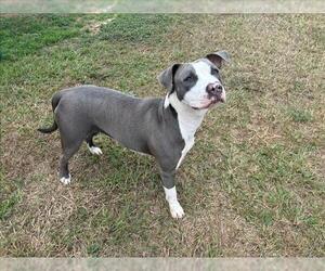 American Pit Bull Terrier Dogs for adoption in Grovetown, GA, USA