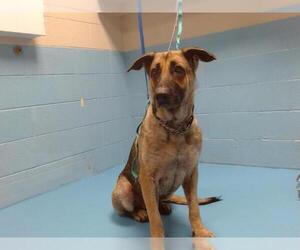 German Shepherd Dog Dogs for adoption in Moreno Valley, CA, USA