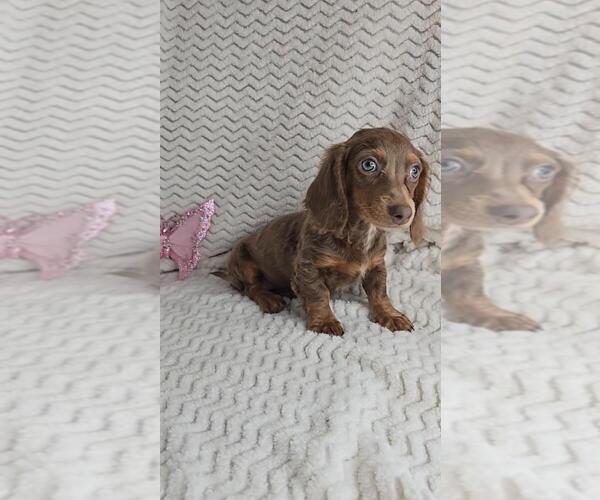 Medium Photo #1 Dachshund Puppy For Sale in JASONVILLE, IN, USA