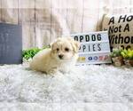 Small Photo #2 Maltipoo-Unknown Mix Puppy For Sale in FULLERTON, CA, USA