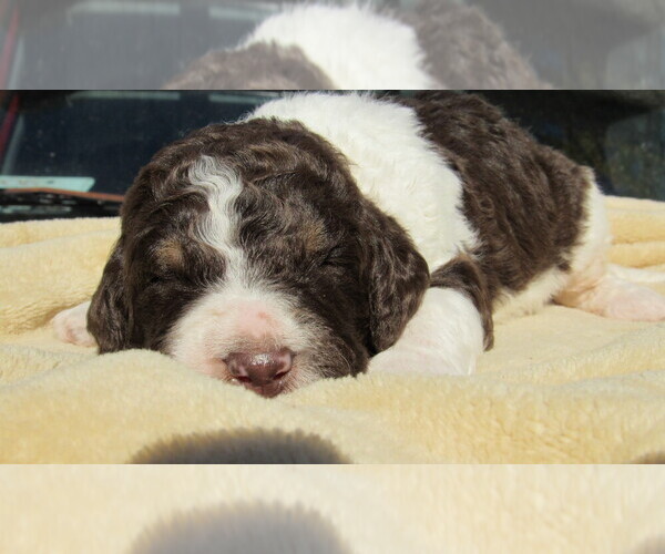 Medium Photo #8 Bernedoodle Puppy For Sale in BIG ROCK, IL, USA